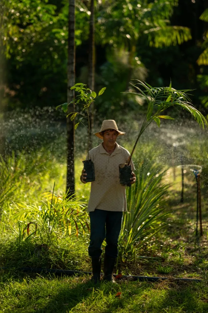 Agricultor segura mudas de palmeira em uma área de agrofloresta, em Salvaterra (PA)
