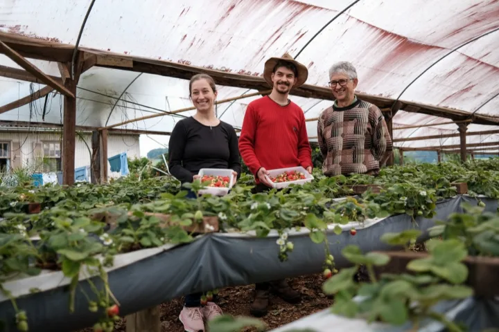 Três pessoas segurando caixas de morangos em uma estufa, em Tapejara (RS)